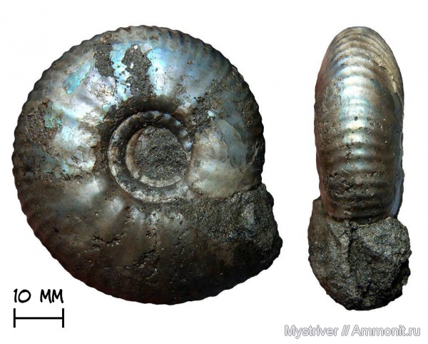 аммониты, юра, Еганово, Craspedites, волжский век, Ammonites, Craspedites subditus, зона Craspedites subditus, РГОК, Volgian, Jurassic