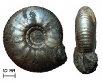 Аммонит Craspedites subditus (Trautschold, 1877)
