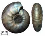 Аммонит Craspedites subditus (Trautschold, 1877)