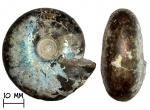 Аммонит Craspedites (Mosquites) kaschpuricus (Trautschotd, 1866)