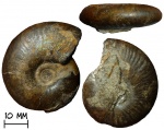 Аммонит Kachpurites subfulgens (Nikitin, 1881)