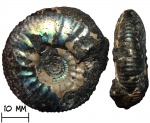 Аммонит Craspedites subditoides (Nikitin, 1881)