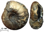 Аммонит Craspedites nodiger (Eichwald, 1868)