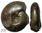 Аммонит Craspedites subditus (Trautschold, 1877)