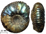 Аммонит Craspedites triptychus (Nikitin, 1885)
