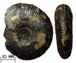 Аммонит Craspedites mosquensis Gerasimov, 1960