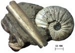 Аммонит Virgatites sp. и белемнит Eulagonibelus volgensis