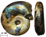 Аммонит Kachpurites cheremkhensis Mitta, 1999