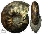 Аммонит Craspedites subditus (Trautschold, 1877)