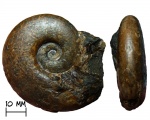 Аммонит Arctophyllites taimyrensis (Popow, 1961)