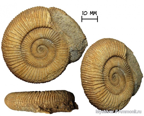 аммониты, юра, Германия, тоар, Dactylioceras, Dactylioceras athleticum, тоарский ярус, Dactylioceratidae