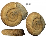 Аммонит Dactylioceras athleticum