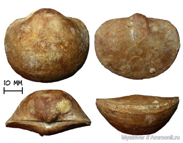 брахиоподы, карбон, нижний карбон, Schizophoria, Schizophoria resupinata, Epizoans