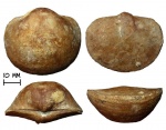 Брахиопода Schizophoria resupinata (Martin, 1809)