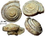 Гастропода Omphalotrochus canaliculatus (Trautschold, 1879)