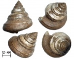 Крупная гастропода Bathrotomaria muensteri (Roemer, 1839)
