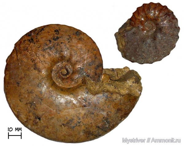 аммониты, мел, Казахстан, Dimorphoplites, Ammonites, Semenovites, Semenovites mangyshlakensis, Cretaceous