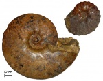 Аммониты Semenovites mangyshlakensis