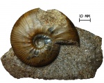 Аммонит Kosmoceras enodatum Nikitin, 1881