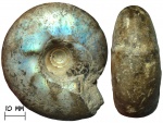 Аммонит Craspedites parakaschpuricus Gerasimov, 1969