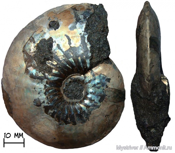 аммониты, юра, Garniericeras, Еганово, Garniericeras catenulatum, волжский век, Ammonites, зона Craspedites subditus, РГОК, Volgian, Jurassic