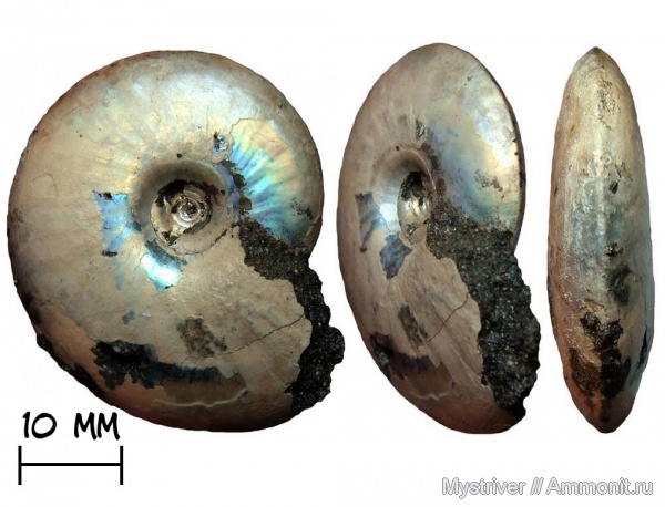 аммониты, юра, Garniericeras, Еганово, Garniericeras catenulatum, волжский век, Ammonites, зона Craspedites subditus, РГОК, Garniericeratinae, Volgian, Jurassic