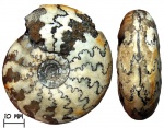 Аммонит Craspedites sp.