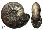 Крупный аммонит Craspedites subditus (Trautschold, 1877)