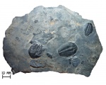 Трилобиты Elrathia kingii Meek, 1870