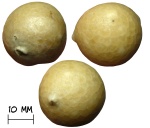 Цистоидея Echinosphaerites aurantium (Hecker,1923)