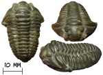 Трилобит Flexicalymene retrorsa Foerste, 1910