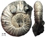 Аммонит Virgatites sosia (Vichniakoff, 1882)