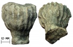 Губка Sphenaulax sp.