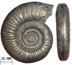 Аммонит Binatisphinctes sp.