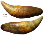 Клык пещерного медведя Ursus spelaeus