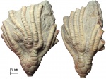 Морская лилия Moscovicrinus multiplex Trautschold, 1867