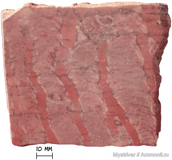 строматолиты, Parallelophyton raigubicum, Parallelophyton