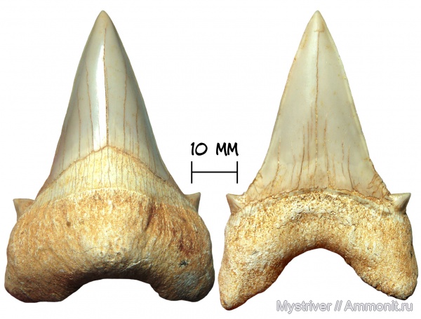 палеоген, рыбы, зубы, Марокко, акулы, Otodus, Otodus obliquus