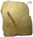 Амфибия Apateon pedestris von Meyer, 1840