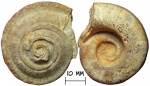 Гастропода Omphalotrochus canaliculatus (Trautschold, 1879)