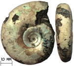 Аммонит Kachpurites cheremkhensis Mitta, 1999