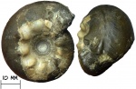 Аммонит Craspedites milkovensis (Stremooukhov, 1892) со шрамом