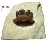 Зуб рыбы Polyrhizodus concavus (Trautschold, 1874)