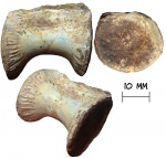 Позвонок динозавра Coelophysis sp.