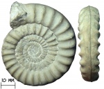 Аммонит Coroniceras sp.