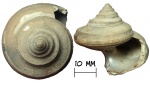 Гастропода Bathrotomaria muensteri (Roemer, 1839)
