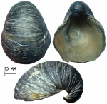 Устрица Gryphaea dilatata (Sowerby, 1816)