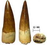 Зуб динозавра Spinosaurus aegyptiacus