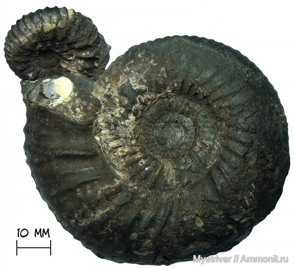 аммониты, юрский период, Pavlovia, Dorsoplanites, волжский ярус, Dorsoplanites panderi, Pavlovia pavlovi, устье