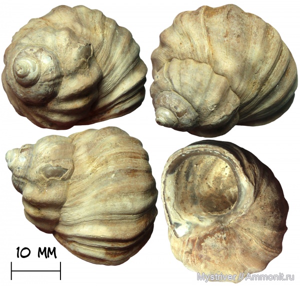 гастроподы, Адыгея, Barbotella, Barbotella intermedia